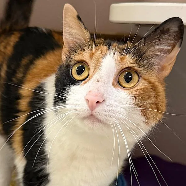 A young small-sized female Domestic Short Hair cat named Saylor for adoption in Des Moines, IA