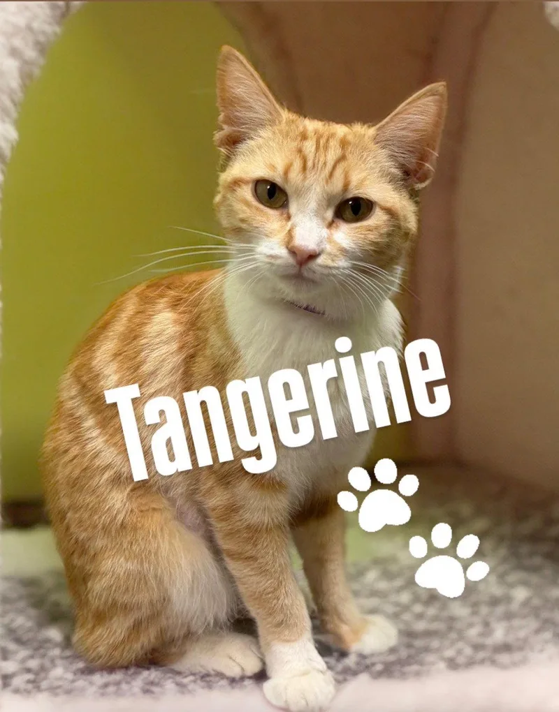 Tangerine