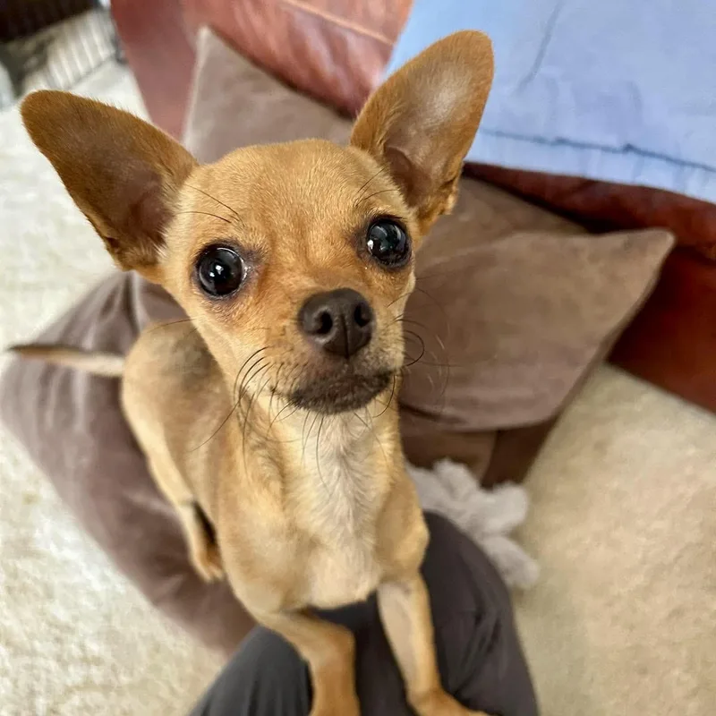 A baby small-sized male Yellow / Tan / Blond / Fawn Chihuahua dog named Rex for adoption in Mead, CO