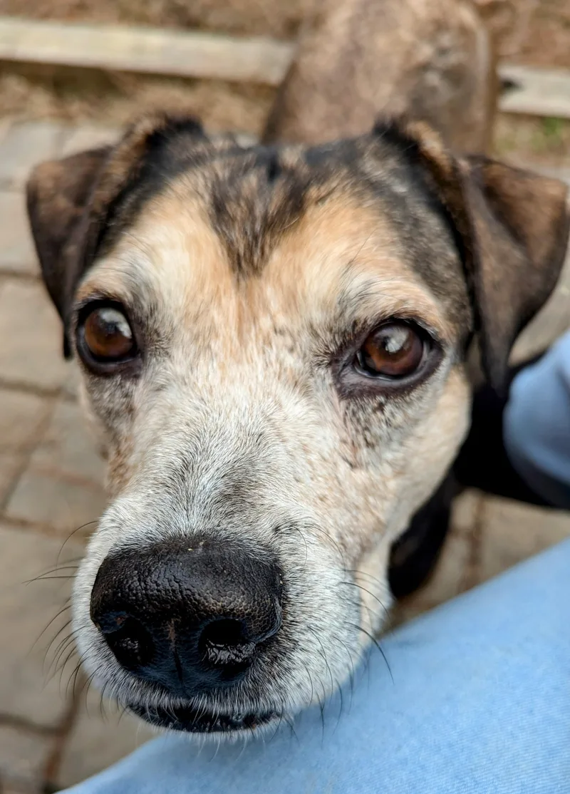 Stella Claus thumbnail 2