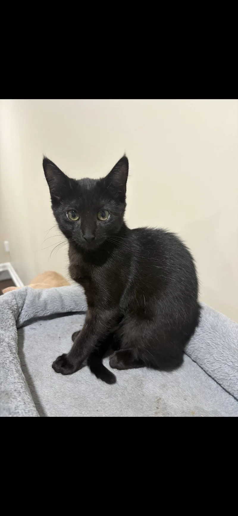 A baby small-sized female Black Domestic Short Hair cat named Elfie for adoption in Harrisburg, PA