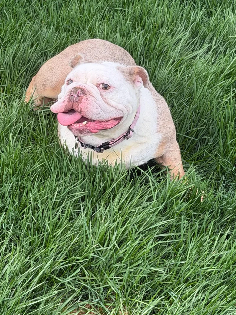 A young medium-sized female English Bulldog dog named Miley for adoption in Marine City, MI
