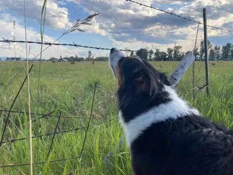 An adult medium-sized female Tricolor (Brown, Black, & White) English Shepherd dog named Piegan for adoption in Polson, MT