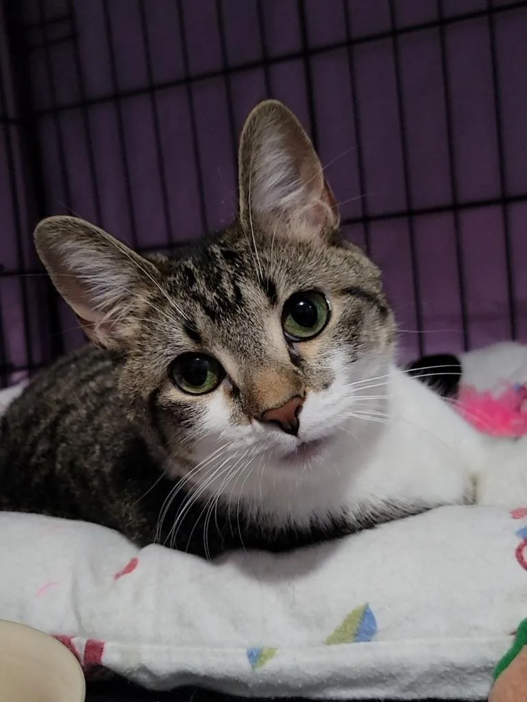 A young medium-sized female Tabby (Brown / Chocolate) Domestic Short Hair cat named Aster for adoption in Shawnee, KS