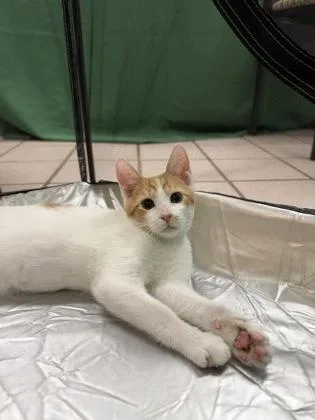 A baby small-sized male Domestic Short Hair cat named Hank Jr for adoption in Honolulu, HI