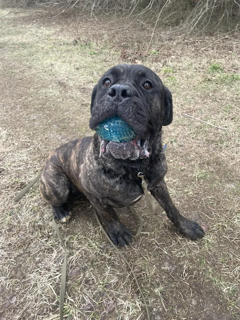 Odin