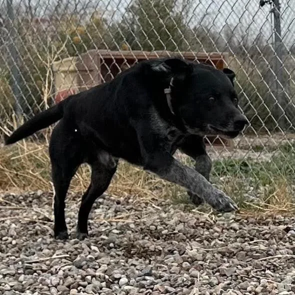 An adult medium-sized male Black Labrador Retriever dog named Wyatt for adoption in Lander, WY
