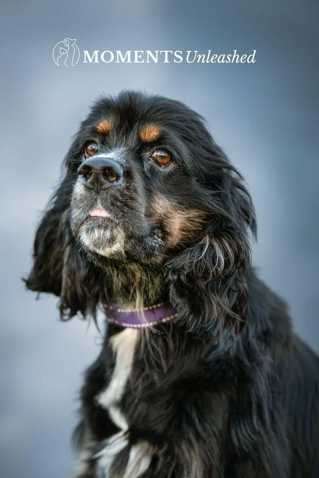 An adult medium-sized male Bicolor Cocker Spaniel dog named Zeppelin for adoption in Myakka City, FL