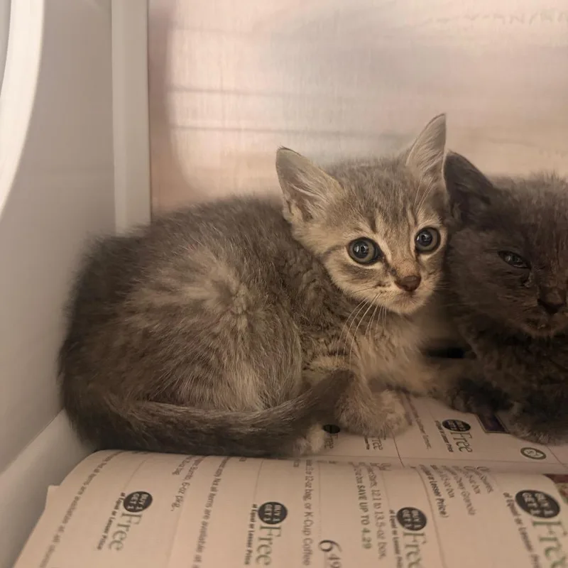 A baby small-sized male Gray / Blue / Silver Domestic Short Hair cat named Jerry for adoption in Chattanooga, TN