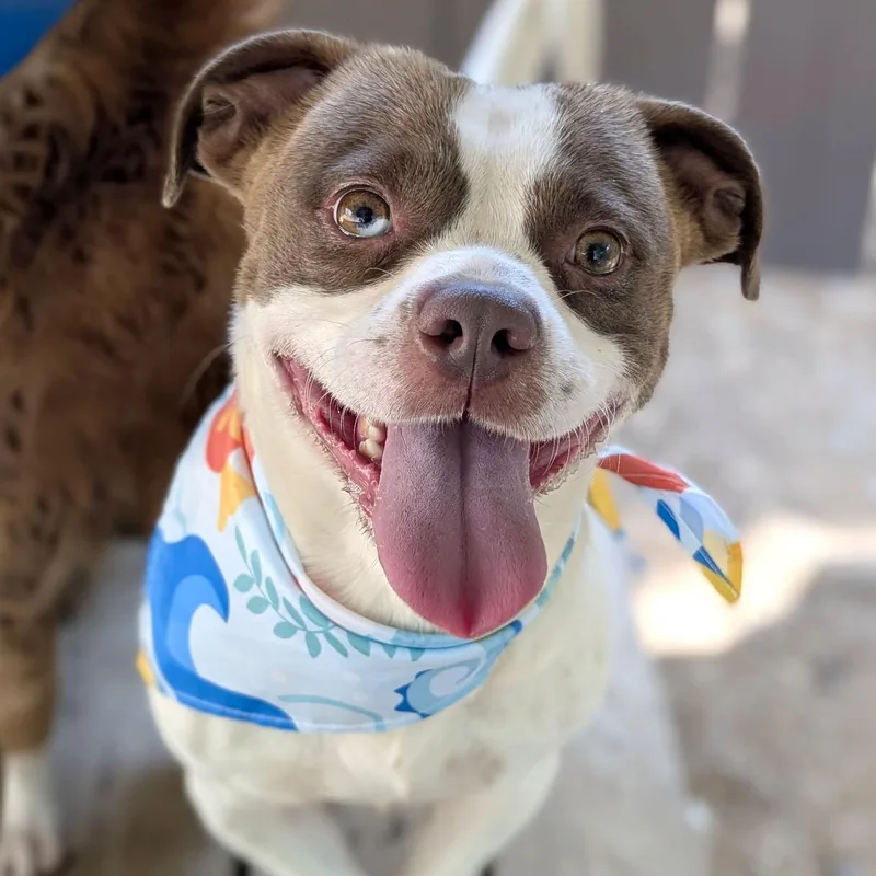An adult medium-sized male White / Cream Mixed Breed dog named Rollo for adoption in House Springs, MO