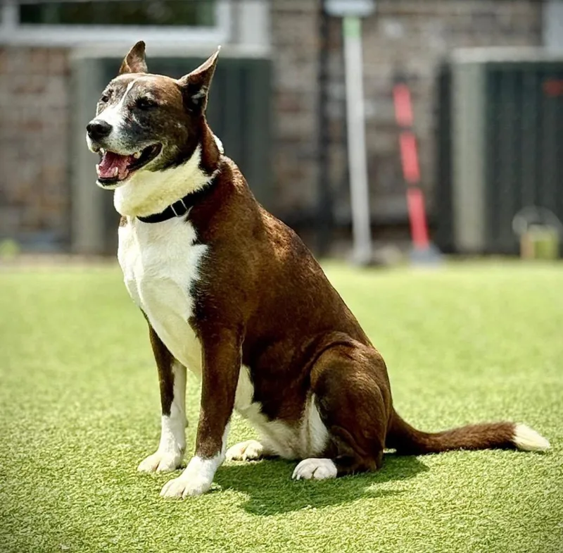A senior medium-sized female Canaan Dog dog named Venus for adoption in Dalton, GA