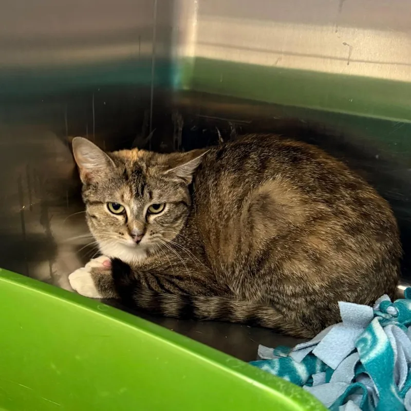 An adult medium-sized female Torbie Domestic Short Hair cat named Bubble for adoption in Kanab, UT
