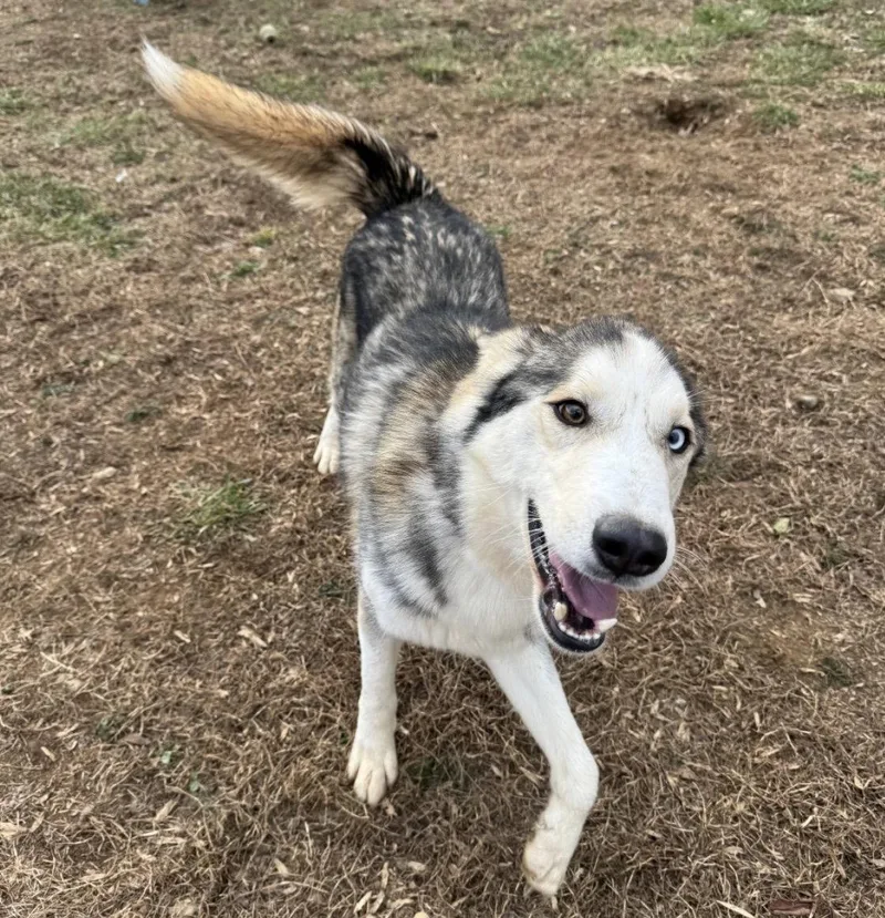 An adult large-sized male Husky dog named Kevin SCAS for adoption in Rockaway, NJ