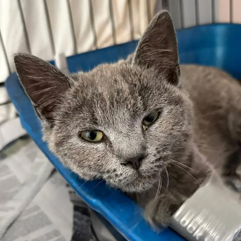 A young small-sized female Gray / Blue / Silver Domestic Short Hair cat named Dot for adoption in Washington, DC