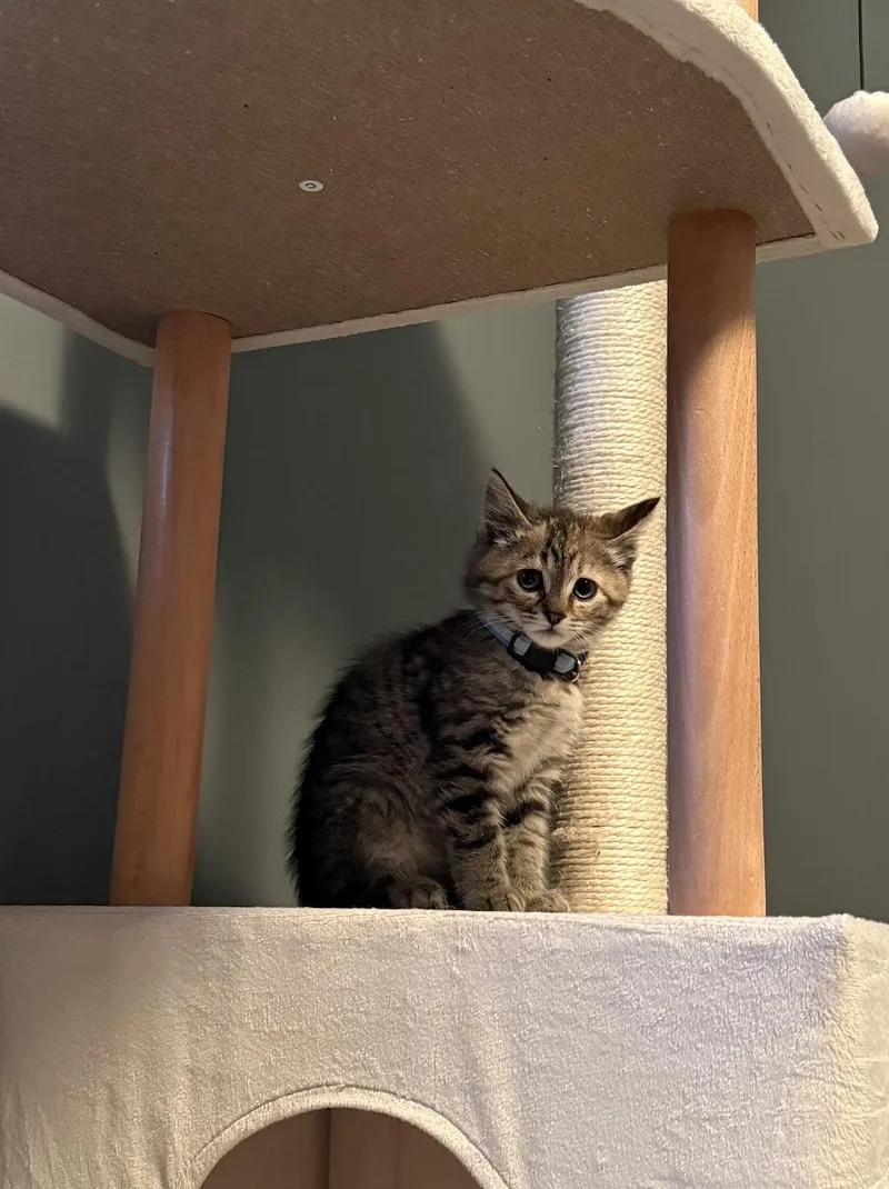 A baby medium-sized female Domestic Medium Hair cat named Guppy for adoption in Rochester, NY