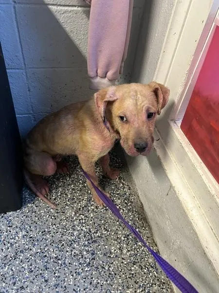A young medium-sized male Pit Bull Terrier dog named Bucky for adoption in Mobile, AL