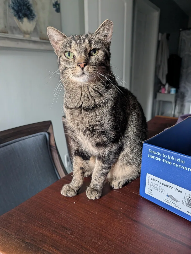 An adult small-sized female Tabby cat named Dolly Purrton for adoption in Georgetown, KY