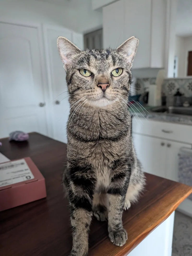 Dolly Purrton thumbnail 2