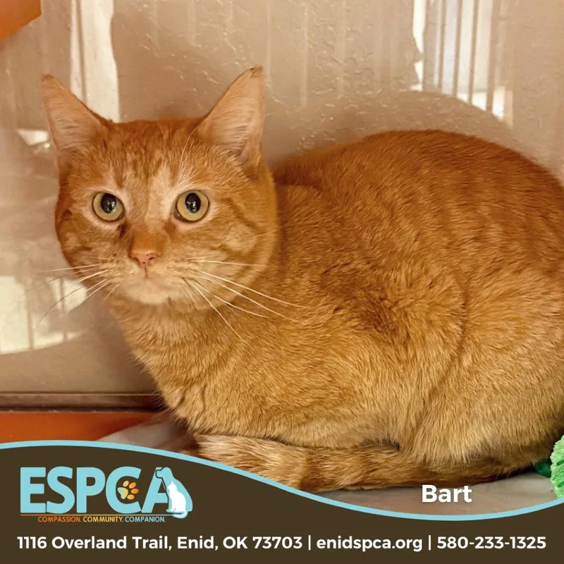 An adult medium-sized male Orange / Red Domestic Short Hair cat named Bart for adoption in Enid, OK