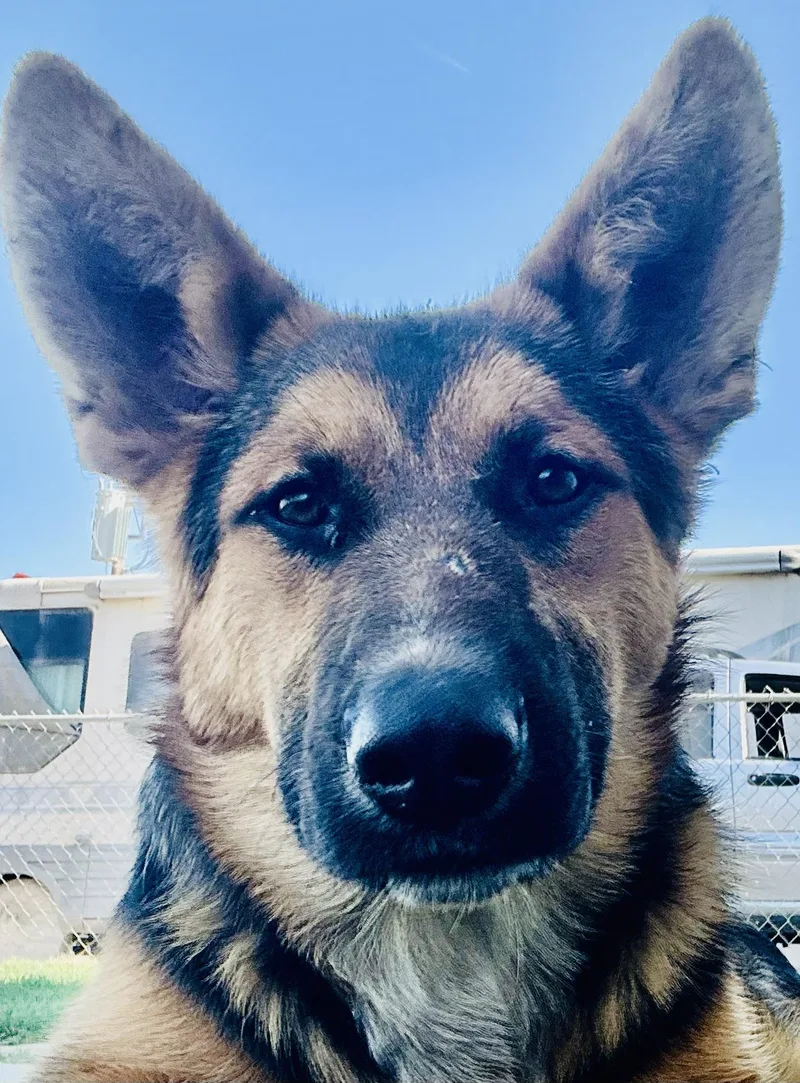 Buckingham thumbnail 2