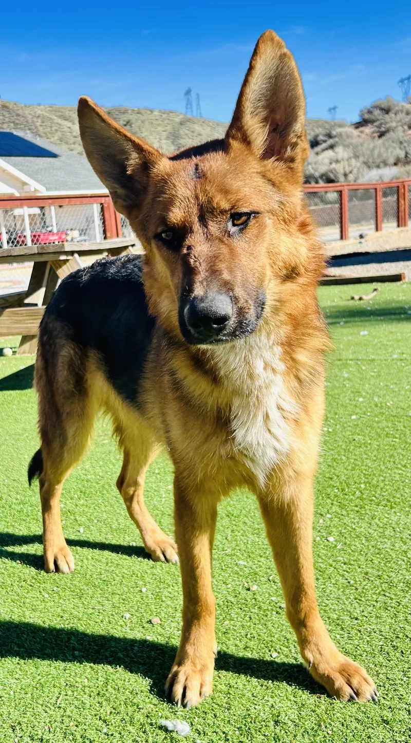 Buckingham thumbnail 3