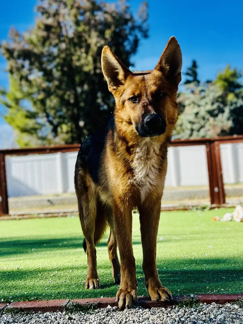 Buckingham thumbnail 4