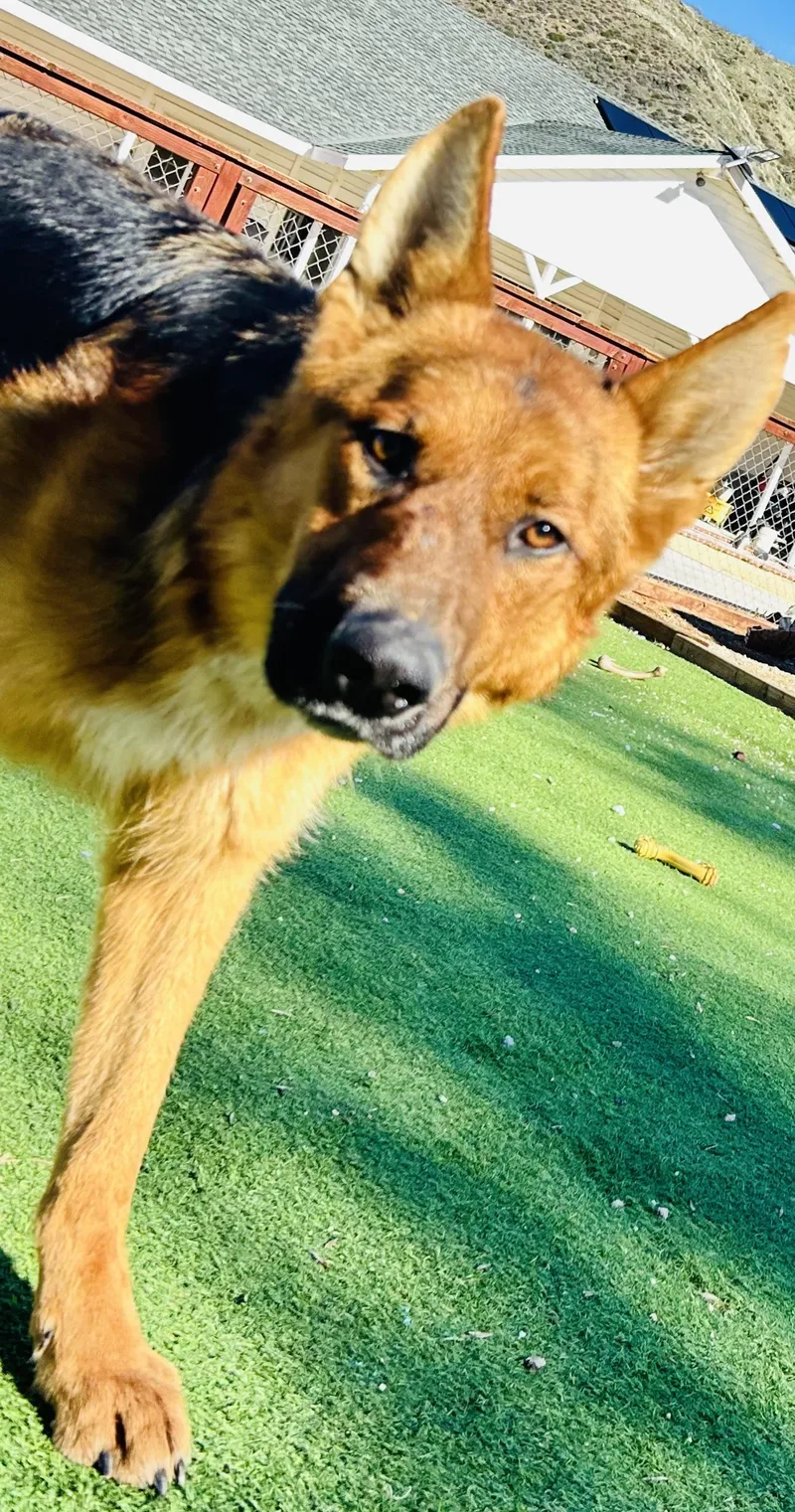 Buckingham thumbnail 5