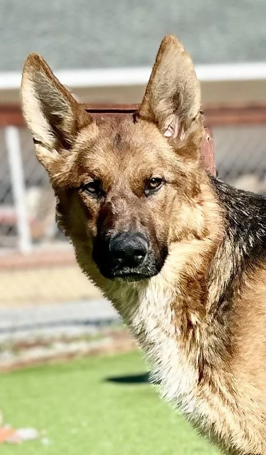 Buckingham thumbnail 6