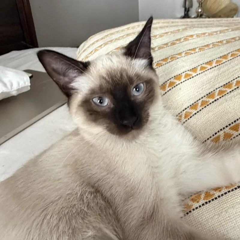 A baby small-sized female White Domestic Short Hair cat named Glacier for adoption in Medina, OH