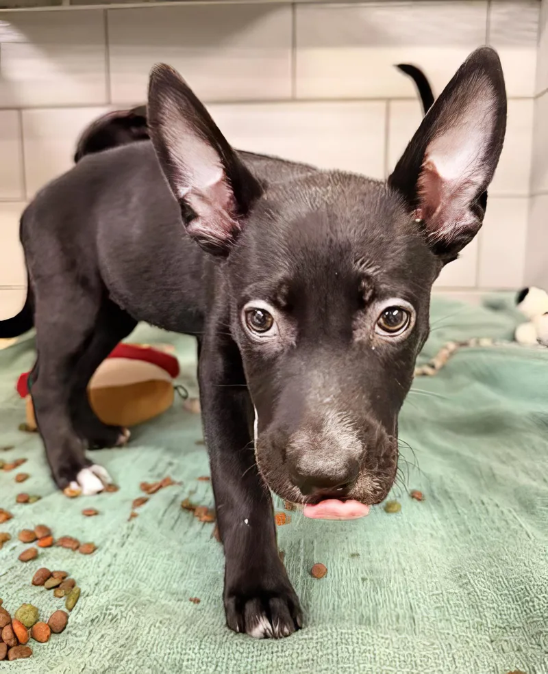 A baby medium-sized female Black Mixed Breed dog named Tizzy for adoption in Nashville, TN