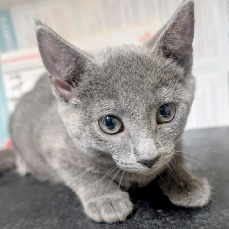 A baby small-sized female Gray / Blue / Silver Domestic Short Hair cat named Dove for adoption in Huntsville, AR
