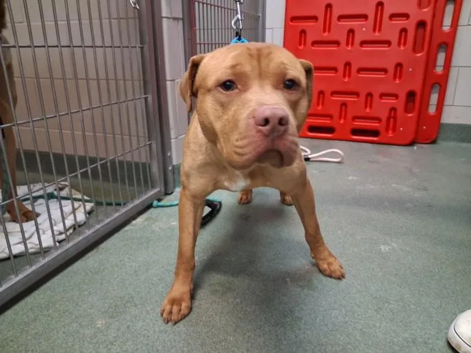 A young large-sized male Mixed Breed dog named Rusty for adoption in Santa Fe, NM