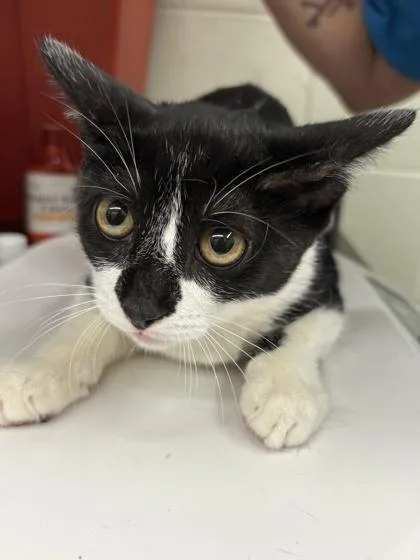 A young small-sized female Domestic Short Hair cat named Juliet for adoption in Gainesville, FL