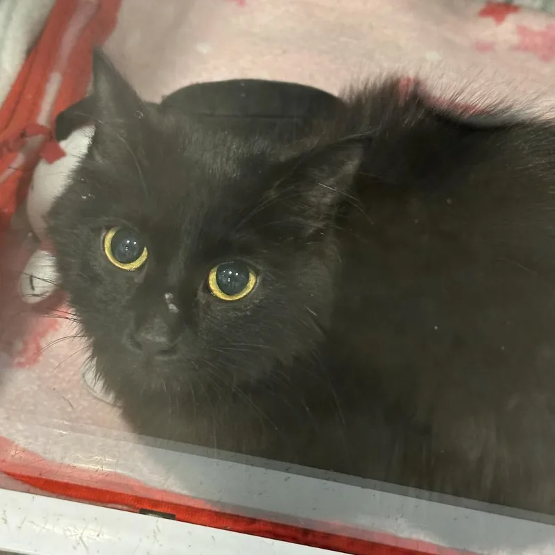 A young small-sized female Black Domestic Medium Hair cat named Eudora for adoption in Matteson, IL
