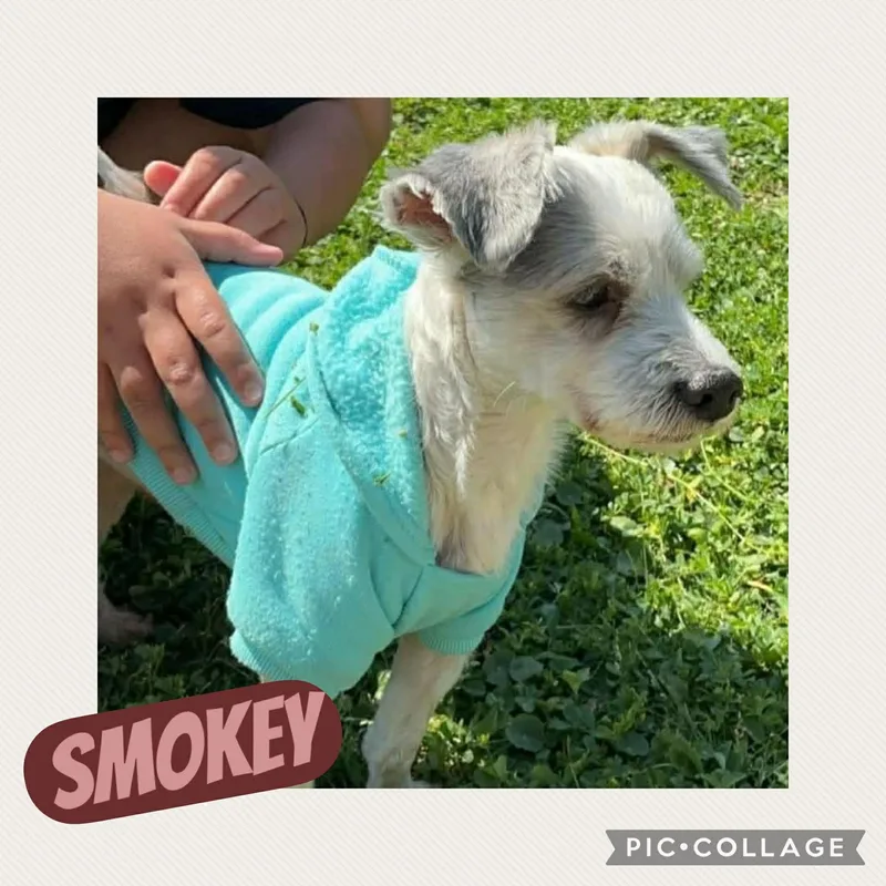 An adult small-sized male White / Cream Yorkie Poo dog named Smokey for adoption in Ringwood, NJ