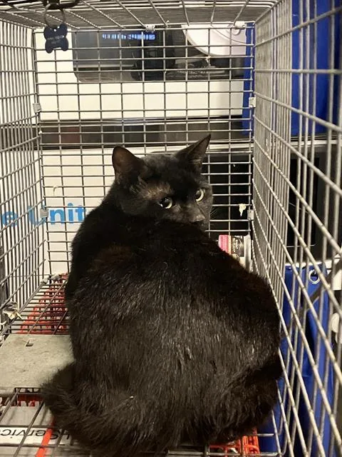 A young medium-sized male Domestic Short Hair cat named Figaro for adoption in Dallas, TX