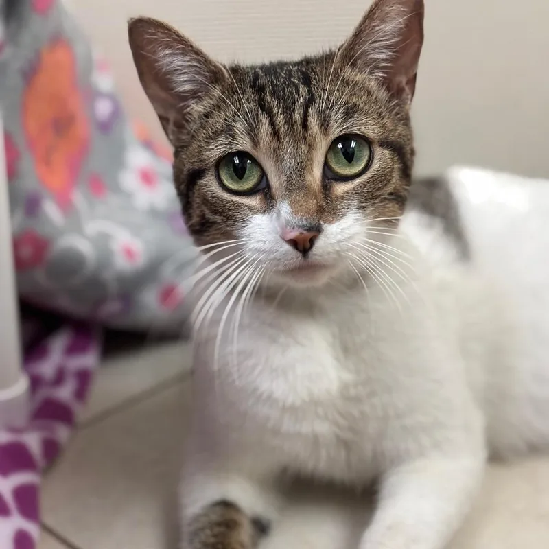 An adult medium-sized female Brown / Chocolate Domestic Short Hair cat named Moira for adoption in Sunnyvale, CA