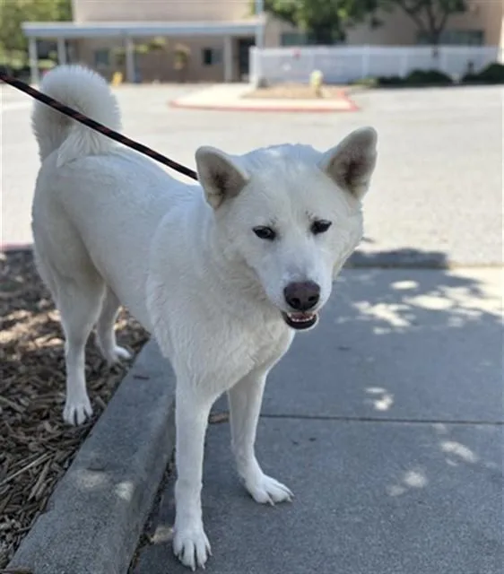 An adult large-sized female Husky dog named Zima for adoption in San Jose, CA