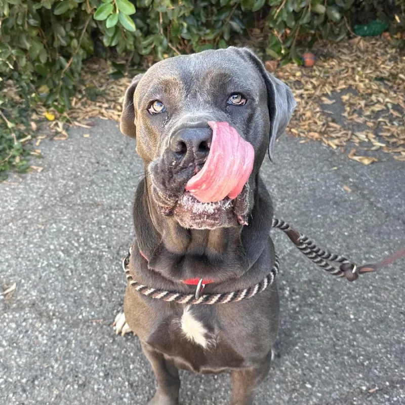 An adult extra large-sized female Cane Corso dog named Una for adoption in Santa Barbara, CA