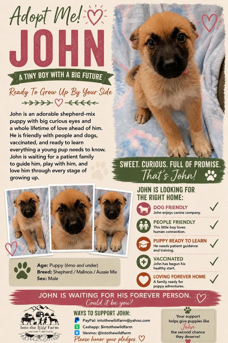 A young large-sized male Sable Shepherd dog named John for adoption in Frazier Park, CA