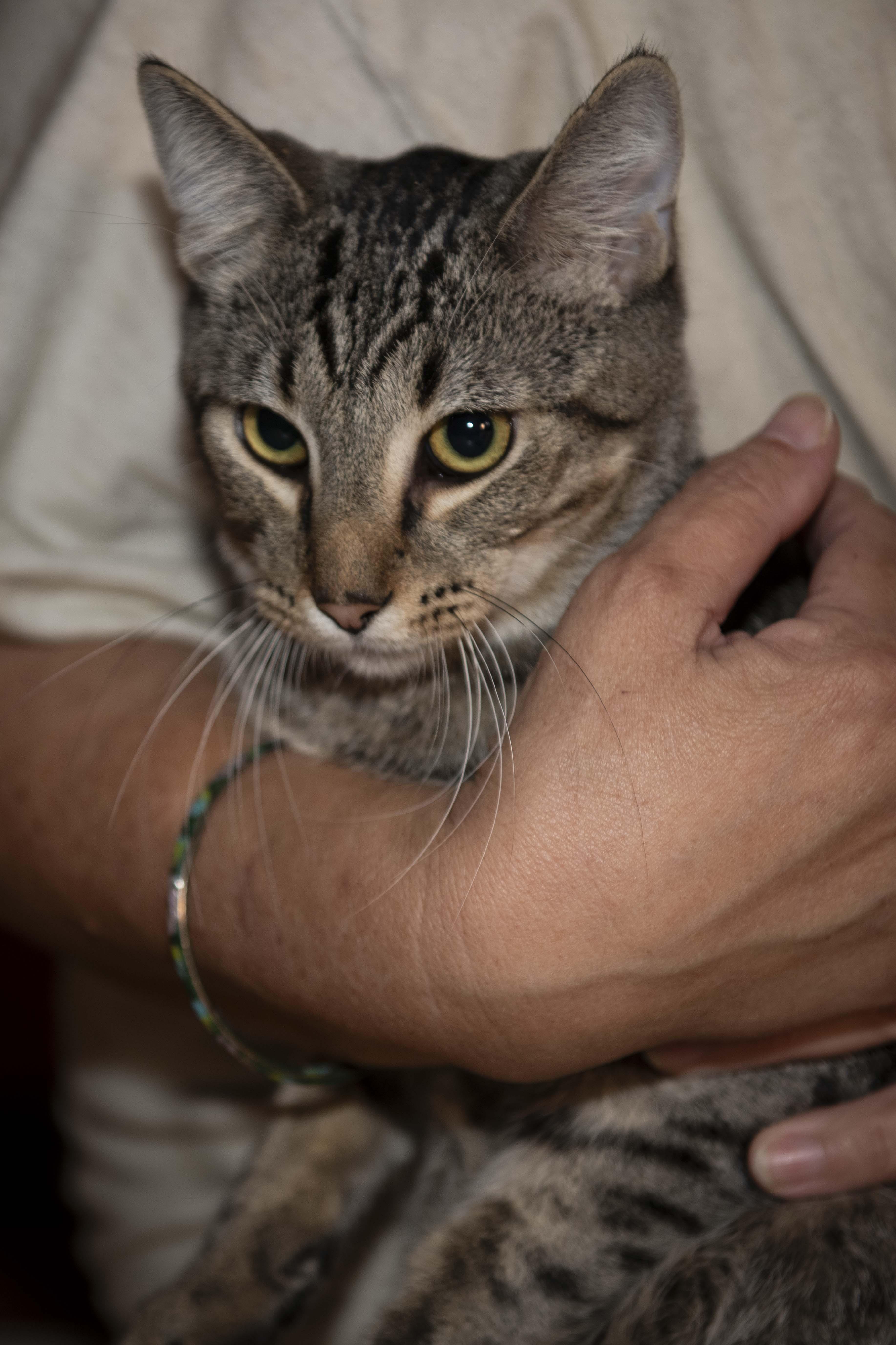 T'challah thumbnail 4