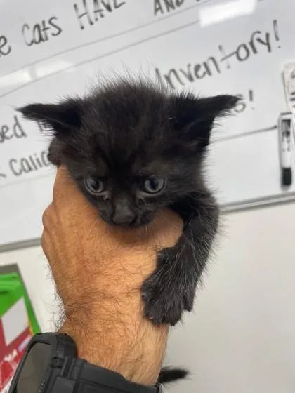 A baby small-sized female Domestic Short Hair cat named Haaland for adoption in Cumming, GA