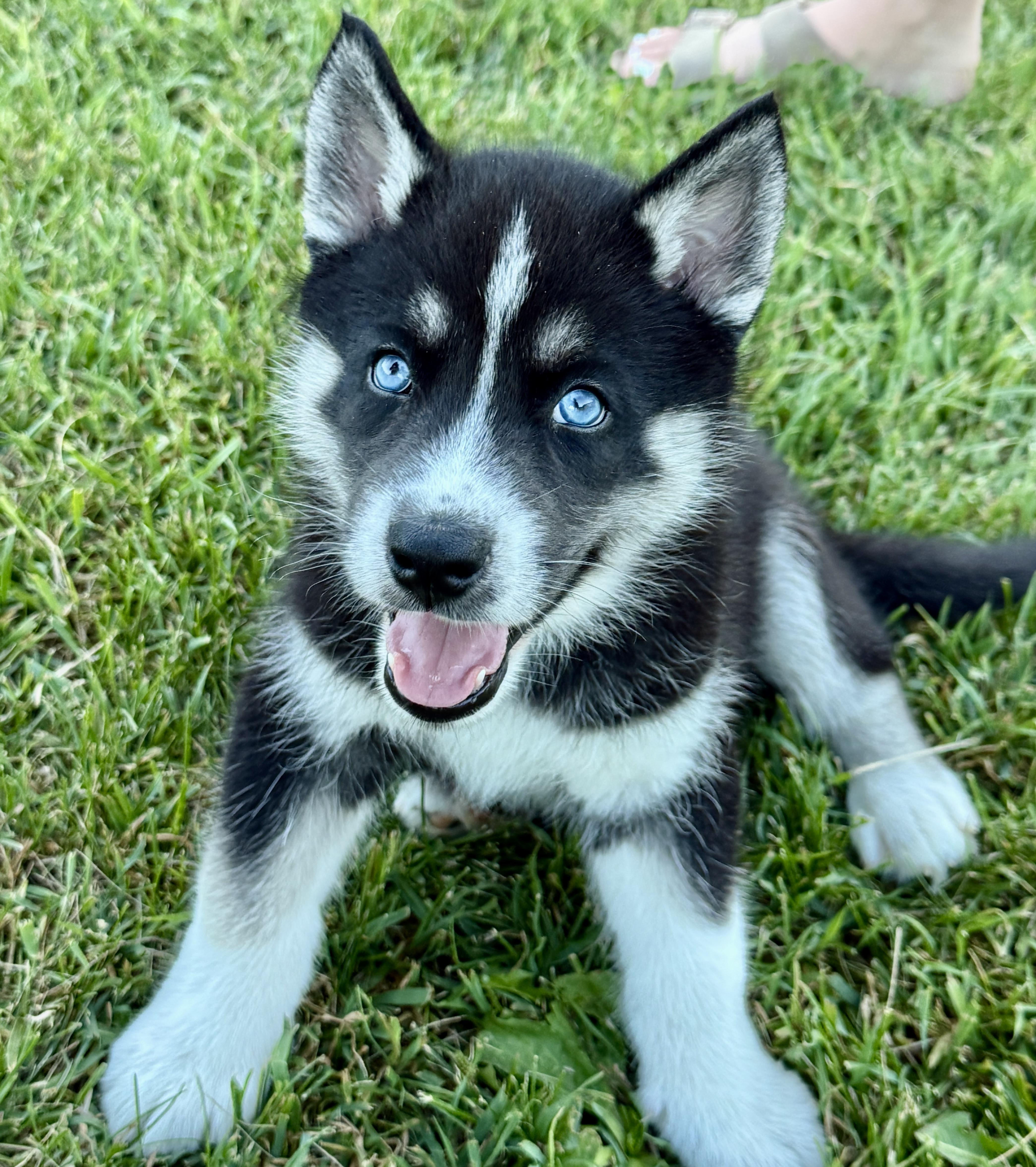 A baby medium-sized male Husky dog named Kai for adoption in Iron Ridge, WI