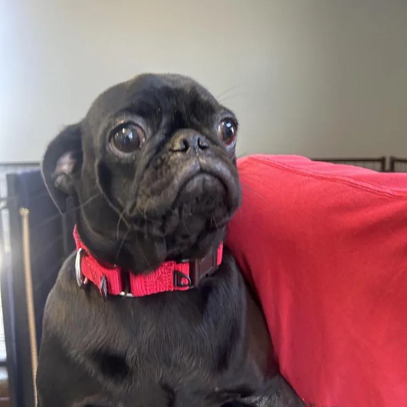 A young small-sized female Black Pug dog named Salem for adoption in Palm Springs, CA