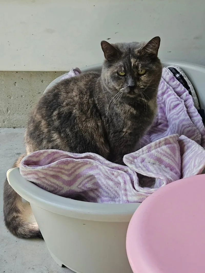 An adult medium-sized female Dilute Tortoiseshell cat named Nahla for adoption in Westbrook, CT