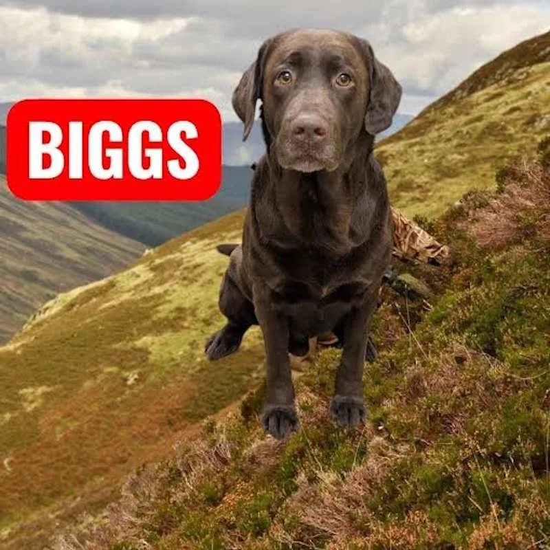 Biggs