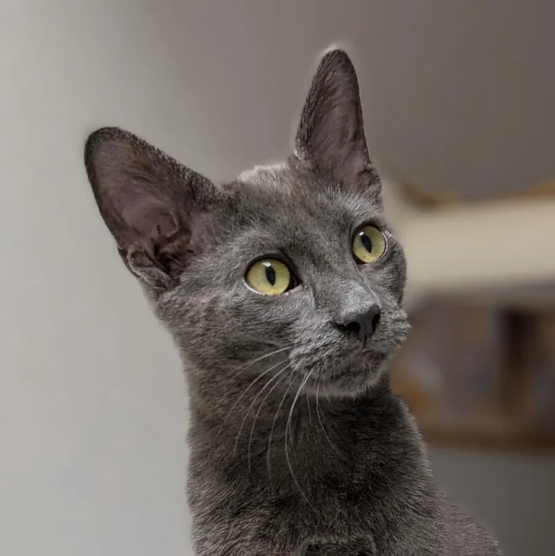 A baby medium-sized female Domestic Short Hair cat named Laufey for adoption in Shoreline, WA