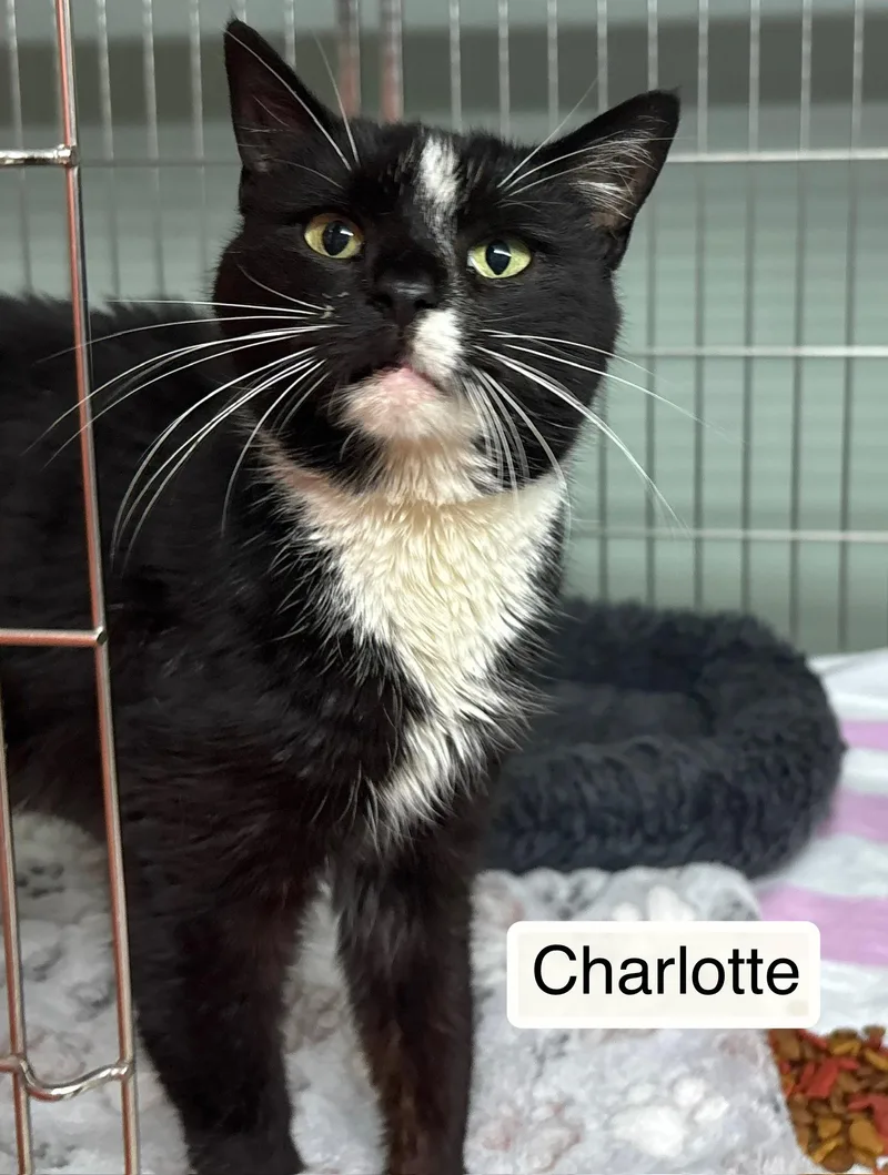 Charlotte
