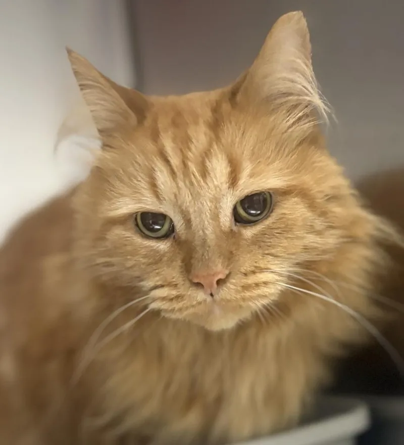A senior large-sized male Orange / Red Domestic Long Hair cat named Tommy for adoption in Jackson, MI