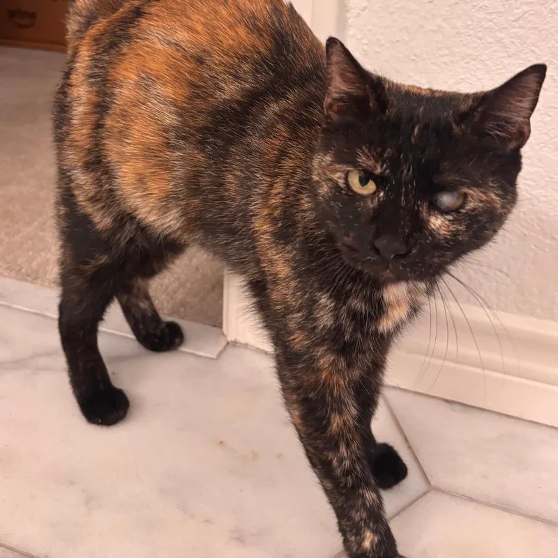 An adult large-sized female Black Domestic Medium Hair cat named Jasmin for adoption in Austin, TX